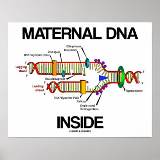 DNA-Replikation von Späßen in der Muttersubstanz Poster