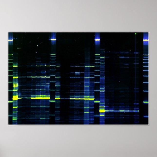 DNA-Sequenzgel 1 Poster (Vorne)