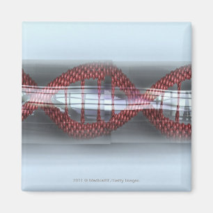 DNA-Strang in einer Kapsel Magnet