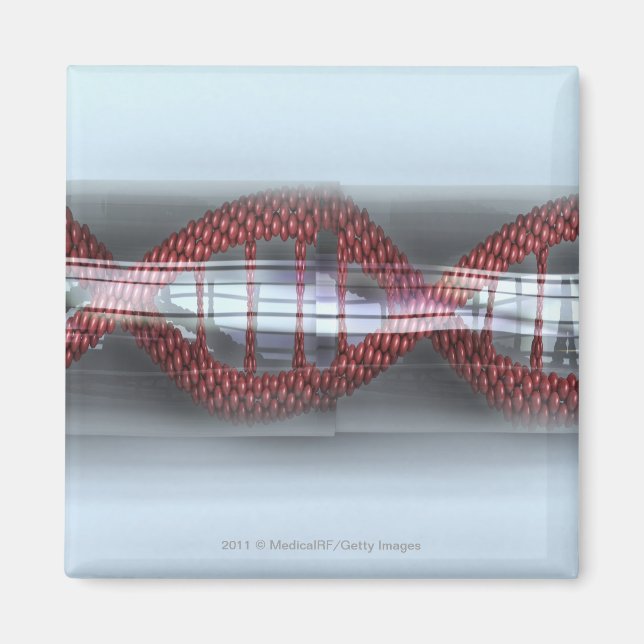 DNA-Strang in einer Kapsel Magnet (Vorne)