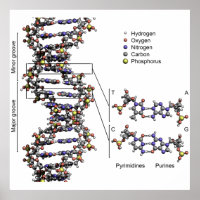 DNA-Struktur Deoxyribonukleinsäure Basen