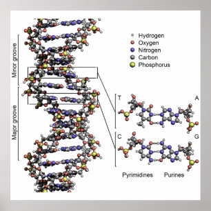 DNA-Struktur Deoxyribonukleinsäure Basen Poster