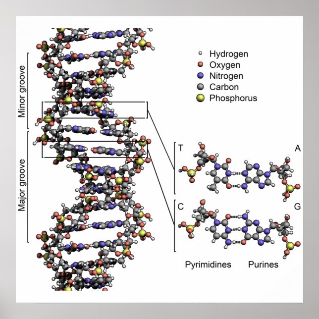 DNA-Struktur Deoxyribonukleinsäure Basen Poster (Vorne)