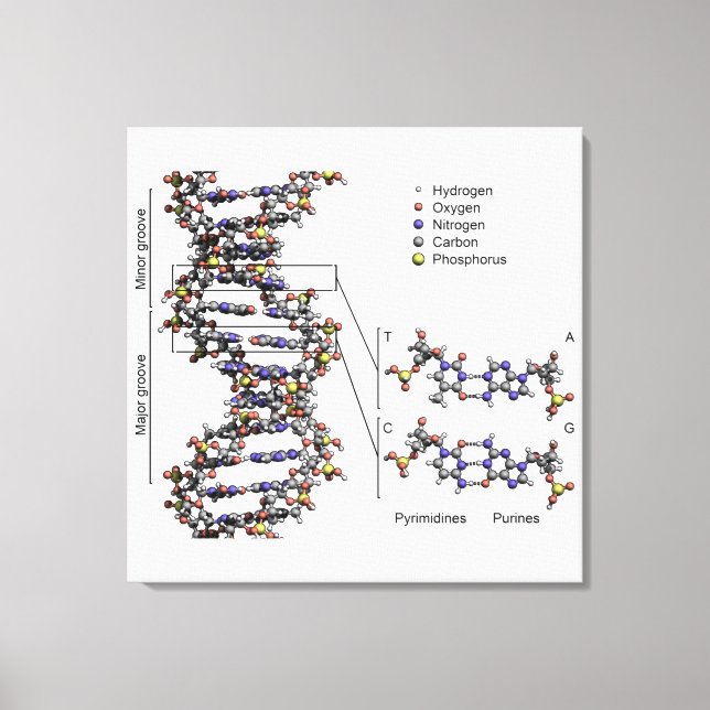 DNA-Struktur Deoxyribonukleinsäure Basendiagramm Leinwanddruck (Vorderseite)