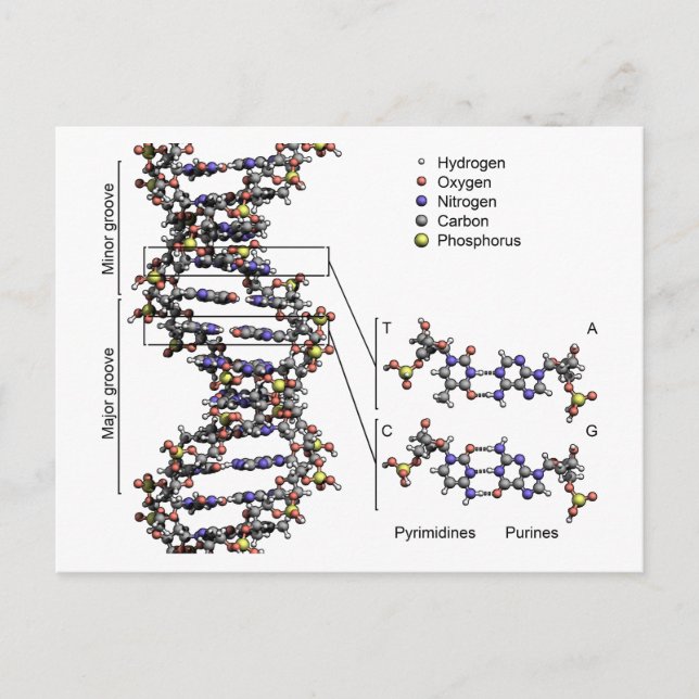 DNA-Struktur Deoxyribonukleinsäure Basendiagramm Postkarte (Vorderseite)