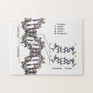 DNA-Struktur Deoxyribonukleinsäure Basendiagramm Puzzle