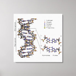 DNA-Struktur Desoxyribonukleinsäure Basen Diagramm Leinwanddruck