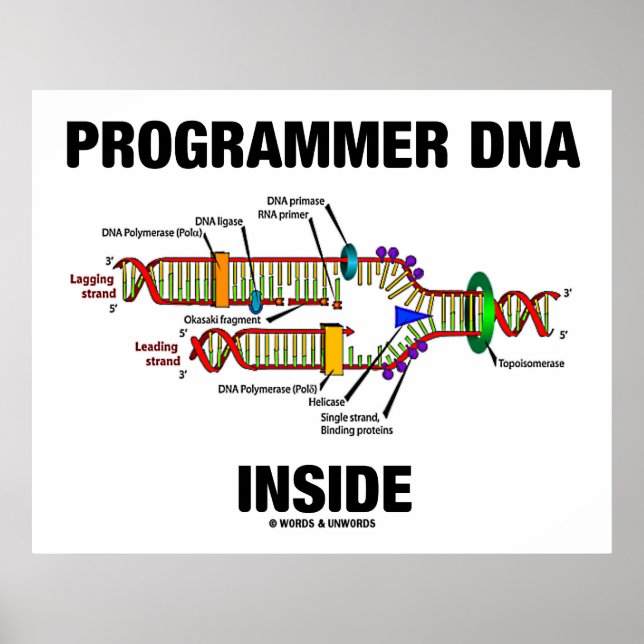 DNS-Programmier-Inside (DNA-Replikation) Poster (Vorne)