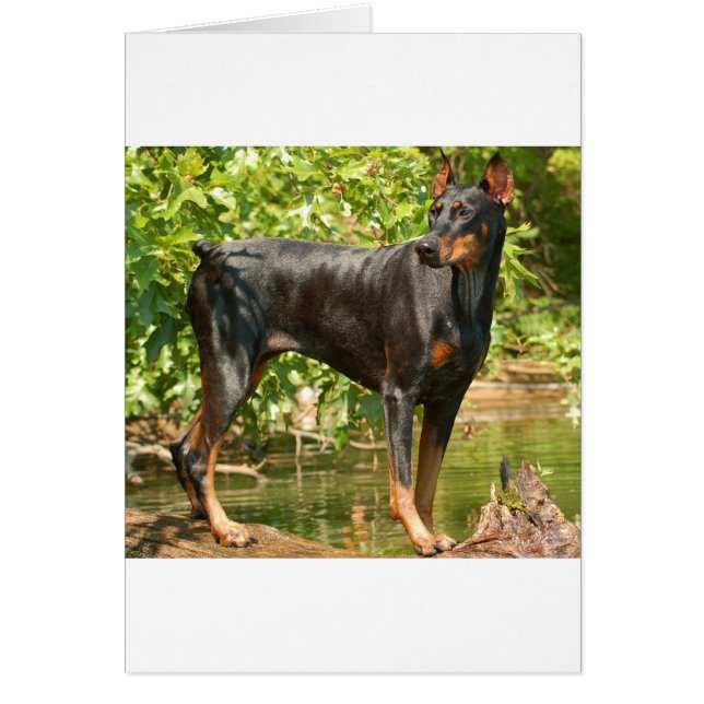 Doberman (Vorne)