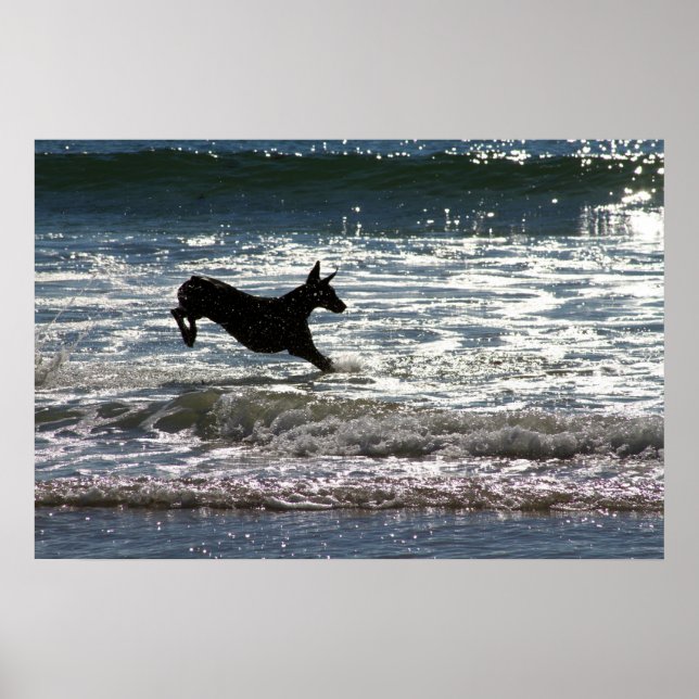 Doberman - Black - Ocean Leap Poster (Vorne)