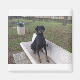 Doberman Flipper Magnet
