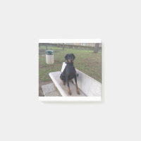 Doberman Flipper