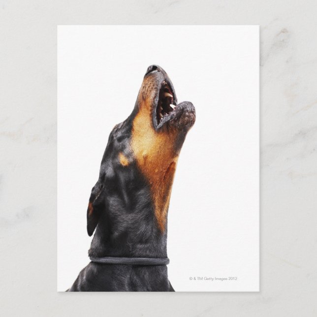 Doberman hewling postkarte (Vorderseite)