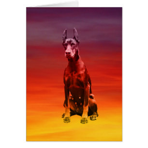 Doberman Hund sitzt am Strand