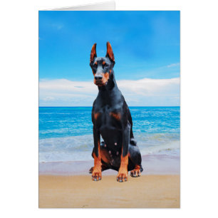 Doberman Hund sitzt am Strand