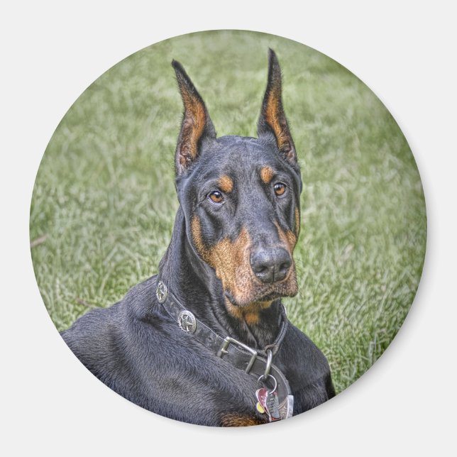 Doberman in Grass Magnet (Vorne)
