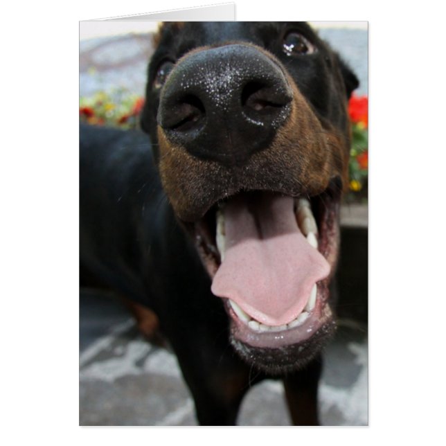 doberman-nah up.png (Vorne)