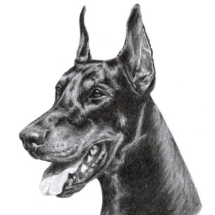 Doberman Pencil Zeichnend Postkarte