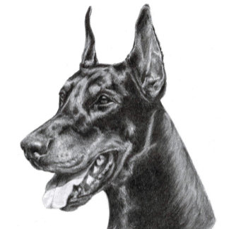 Doberman Pencil Zeichnend Postkarte