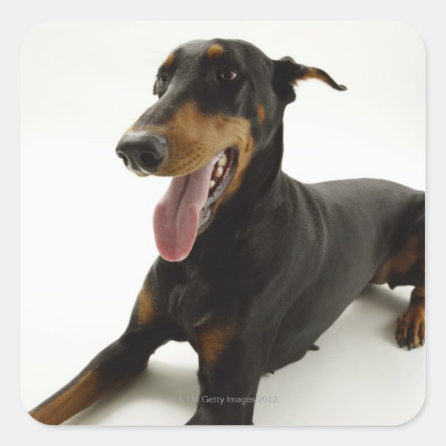 Doberman Pinscher 2 Quadratischer Aufkleber (Vorderseite)