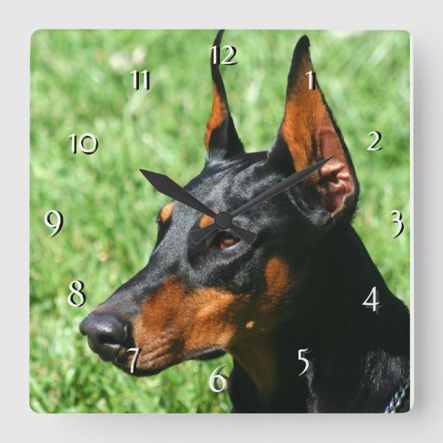 Doberman Pinscher dog clock Quadratische Wanduhr (Vorderseite)
