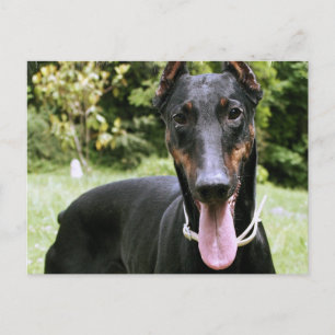 Doberman Pinscher Dog Postcard Postkarte