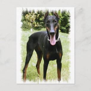 Doberman Pinscher Dog Postcard Postkarte
