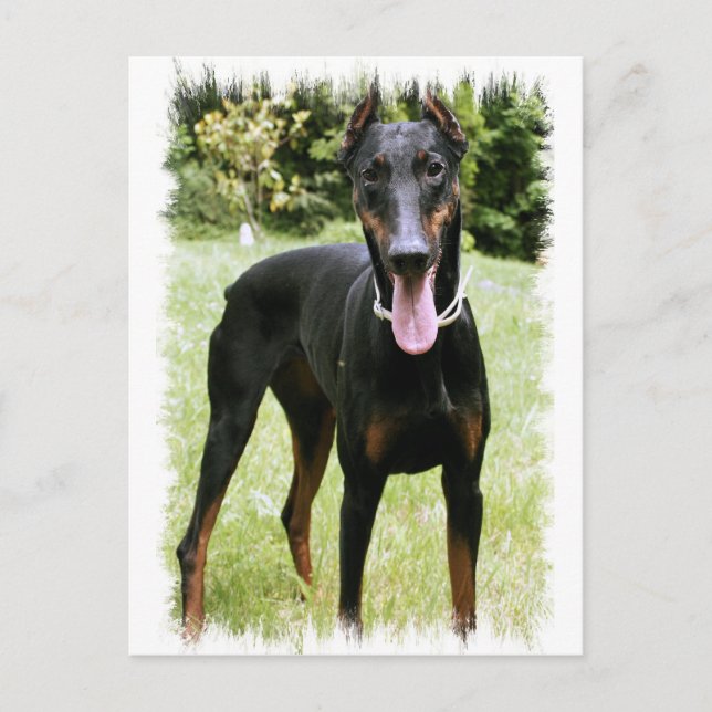 Doberman Pinscher Dog Postcard Postkarte (Vorderseite)