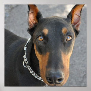 Doberman Pinscher Dog Print Poster