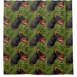 Doberman Pinscher Duschvorhang