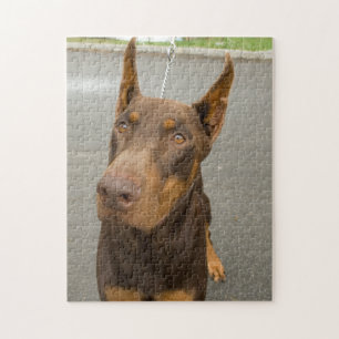 Doberman Pinscher Foto Jigsaw Puzzle