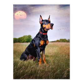 Doberman Pinscher Fotodruck