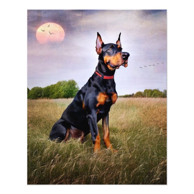 Doberman Pinscher Fotodruck (Vorne)
