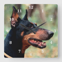 Doberman Pinscher im Wald