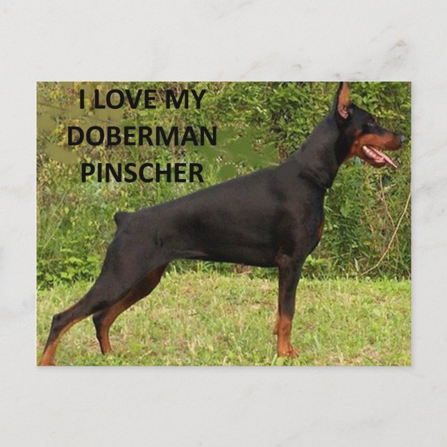 Doberman pinscher Liebe Postkarte (Vorderseite)