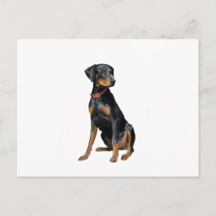 Doberman Pinscher (natürlich) Postkarte