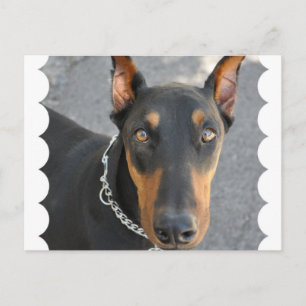 Doberman Pinscher Postcard Postkarte