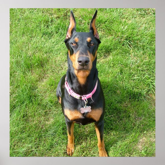 Doberman Pinscher Poster (Vorne)