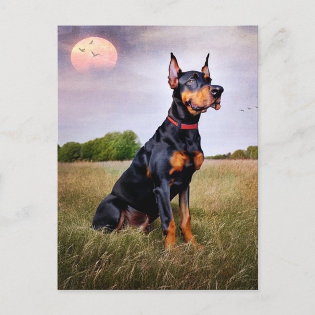Doberman Pinscher Postkarte (Vorderseite)