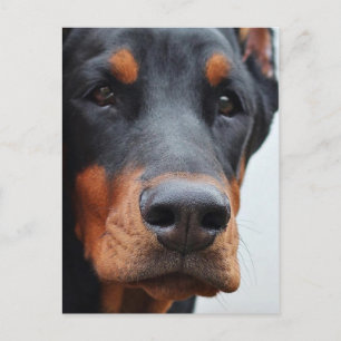 Doberman Pinscher Postkarte
