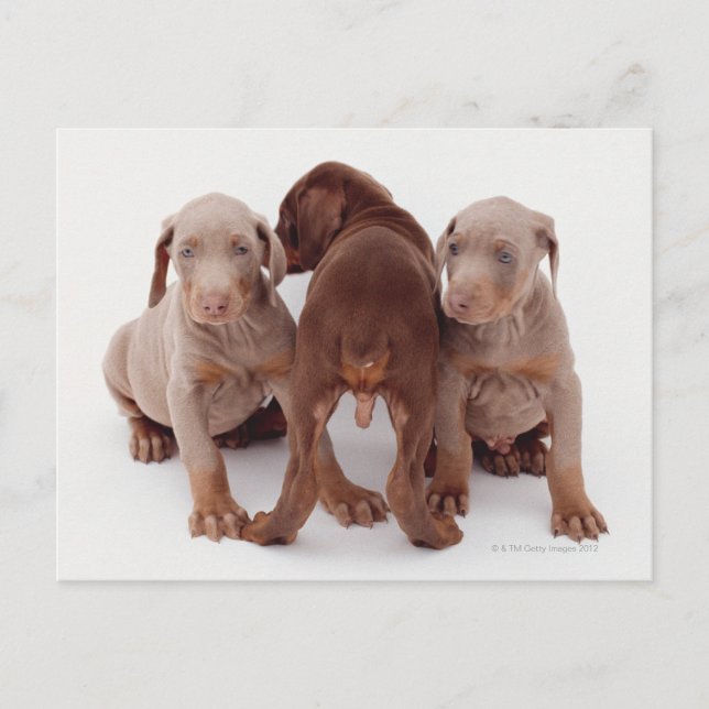 Doberman Pinscher Puppies Postkarte (Vorderseite)