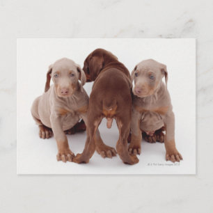 Doberman Pinscher Puppies Postkarte