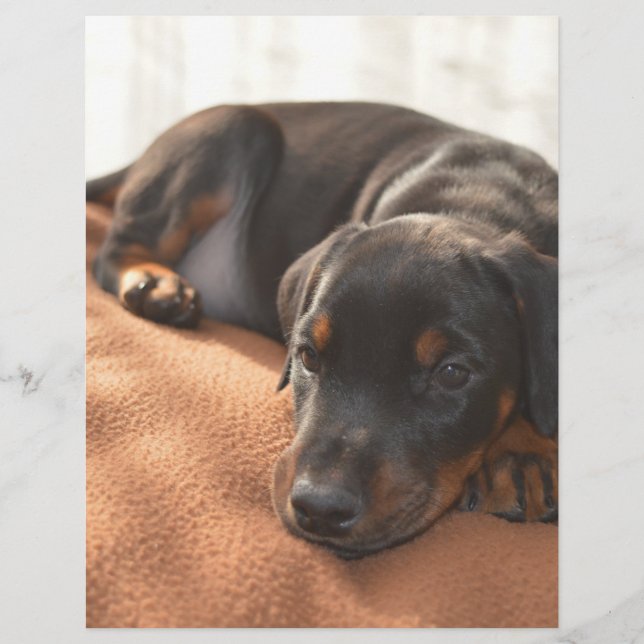 Doberman-pinscher-Puppy (Vorderseite)