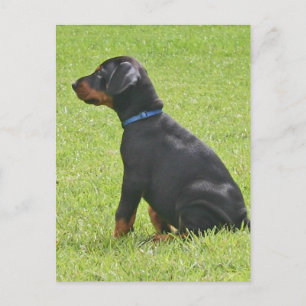Doberman Pinscher Puppy Postcard Postkarte