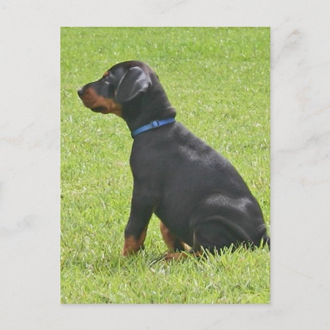Doberman Pinscher Puppy Postcard Postkarte (Vorderseite)