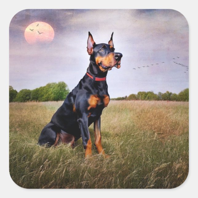 Doberman Pinscher Quadratischer Aufkleber (Vorderseite)