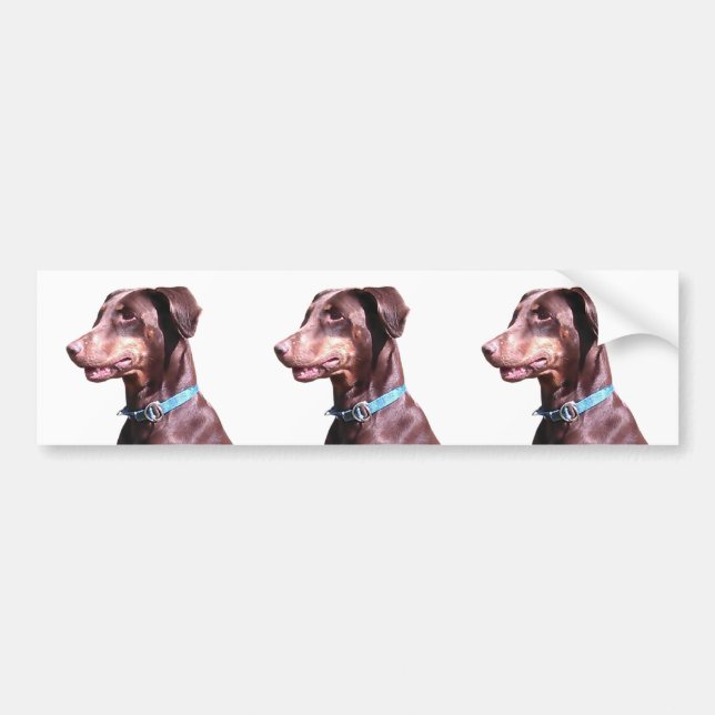 Doberman Pinscher Red Autoaufkleber (Vorne)