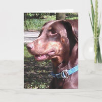 Doberman Pinscher Red