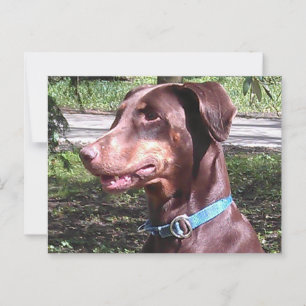 Doberman Pinscher Red Postkarte