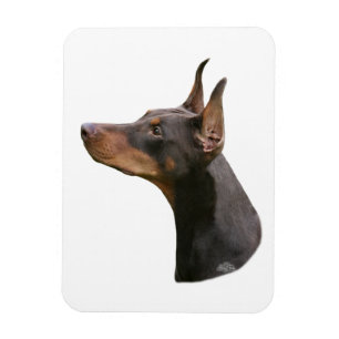 Doberman Pinscher - rot/braun Kopf Magnet